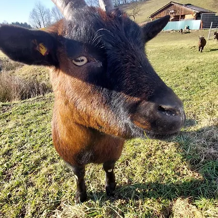 Daire Helene Im Schoenen Odw *