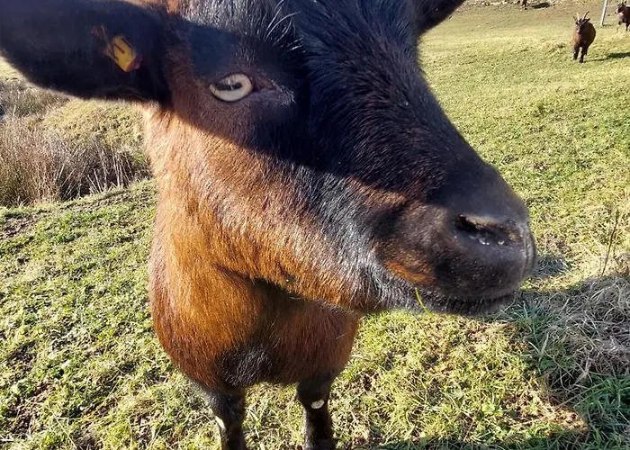 Apartmán Helene Im Schoenen Odw *